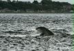 Bottlenose Dolphin
